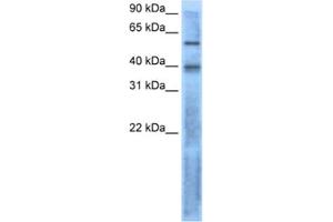 Western Blotting (WB) image for anti-Left-Right Determination Factor 2 (LEFTY2) antibody (ABIN2462529) (LEFTY2 Antikörper)