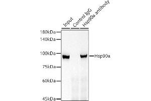 Immunoprecipitation analysis of 300 μg extracts of 293T cells using 3 μg Hsp90α antibody (ABIN7267588). (HSP90AA1 Antikörper)