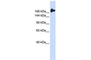 Image no. 1 for anti-Nucleoporin 98kDa (NUP98) (AA 36-85) antibody (ABIN6742838) (NUP98 Antikörper  (AA 36-85))