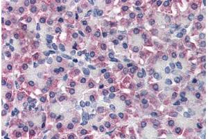 Human Pancreas (formalin-fixed, paraffin-embedded) stained with TTR antibody ABIN337094 at 10 ug/ml followed by biotinylated anti-goat IgG secondary antibody ABIN481715, alkaline phosphatase-streptavidin and chromogen. (TTR Antikörper  (AA 89-100))