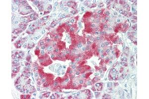 Anti-NARP / NPTX2 antibody IHC staining of human pancreas.