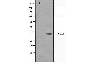 Western blot analysis on K562 cell lysate using NKX6.