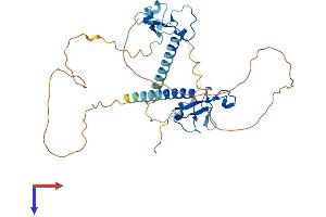 MBNL2 Protein (AA 1-373) (His tag)