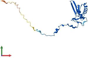 AlphaFold protein structure predicition of Mouse Recombinant Mrpl49 Protein, UniprotID Q9CQ40