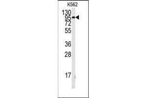 Western blot analysis of anti-FGFR1 Antibody in K562 cell line lysates (35ug/lane). (FGFR1 Antikörper  (Tyr154))