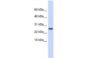 WB Suggested Anti-PDPN Antibody Titration: 0. (Podoplanin Antikörper  (Middle Region))