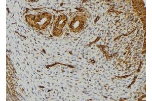 ABIN6276718 at 1/100 staining Human uterus tissue by IHC-P. (LTA Antikörper  (Internal Region))