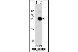 Western blot analysis of MOBKL1B using rabbit polyclonal MOBKL1B Antibody using 293 cell lysates (2 ug/lane) either nontransfected (Lane 1) or transiently transfected (Lane 2) with the MOBKL1B gene. (MOB1A Antikörper  (C-Term))