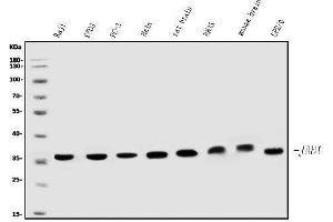 Western blot analysis of JAB1 using anti-JAB1 antibody (ABIN7602482).