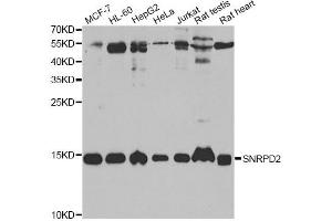 Western blot analysis of extracts of various cell lines, using SNRPD2 antibody (ABIN2560047) at 1:1000 dilution. (SNRPD2 Antikörper)