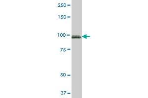 FBLN1 MaxPab polyclonal antibody. (Fibulin 1 Antikörper  (AA 1-683))