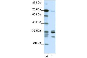 CDK5 antibody (20R-1202) used at 0. (CDK5 Antikörper  (C-Term))