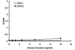 MAP2K6 Protein (AA 1-334) (GST tag)