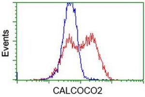 HEK293T cells transfected with either RC203843 overexpress plasmid (Red) or empty vector control plasmid (Blue) were immunostained by anti-CALCOCO2 antibody (ABIN2453920), and then analyzed by flow cytometry. (CALCOCO2 Antikörper)