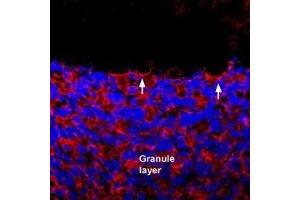 Expression of GluK1 in rat cerebellum - Immunohistochemical staining of perfusion-fixed frozen rat brain sections using Anti-GRIK1 (GluK1) (extracellular) Antibody (ABIN7043237, ABIN7044334 and ABIN7044335), (1:400), followed by donkey anti rabbit-Cy3 antibody. (GRIK1 Antikörper  (Extracellular))