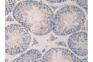 IHC-P analysis of Mouse Testis Tissue, with DAB staining. (CCL7 Antikörper  (AA 28-97))
