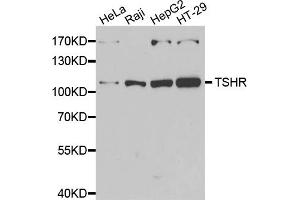 Western blot analysis of extracts of various cell lines, using TSHR antibody (ABIN5974109) at 1/1000 dilution.