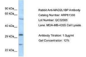 Western Blotting (WB) image for anti-MAD2L1 Binding Protein (MAD2L1BP) (N-Term) antibody (ABIN2788777) (MAD2L1BP Antikörper  (N-Term))