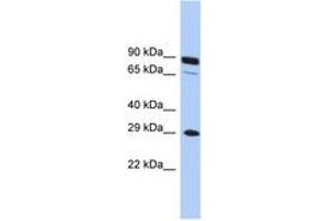 Image no. 1 for anti-Homeobox C5 (HOXC5) (C-Term) antibody (ABIN6744489) (Homeobox C5 Antikörper  (C-Term))