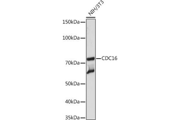 CDC16 Antikörper