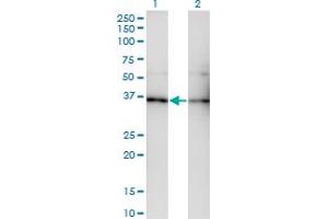 Western Blot analysis of GNB5 expression in transfected 293T cell line by GNB5 monoclonal antibody (M01), clone 3A3. (GNB5 Antikörper  (AA 1-90))