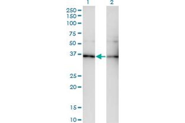 GNB5 Antikörper  (AA 1-90)