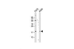 Western Blot at 1:2000 dilution Lane 1: T47D whole cell lysate Lane 2: A549 whole cell lysate Lysates/proteins at 20 ug per lane. (ARL2 Antikörper  (AA 54-82))