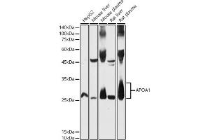 Western blot analysis of extracts of various cell lines, using  antibody (ABIN3021494, ABIN3021495, ABIN3021496 and ABIN6215152) at 1:500 dilution. (APOA1 Antikörper  (AA 20-267))