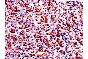 Immunohistochemistry of paraffin-embedded human pancreatic tissue using ABIN7154138 at dilution of 1:100 (GAPDH Antikörper  (AA 3-335))