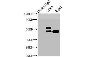 Immunoprecipitating CCR9 in HL-60 whole cell lysate Lane 1: Rabbit control IgG instead of ABIN7127390 in HL-60 whole cell lysate. (Rekombinanter CCR9 Antikörper)