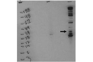 Image no. 1 for anti-Sphingosine Kinase 1 (SPHK1) (pSer225) antibody (ABIN4620349) (SPHK1 Antikörper  (pSer225))