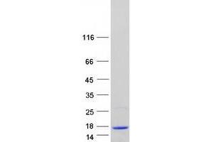 Validation with Western Blot (S100A13 Protein (Transcript Variant 2) (Myc-DYKDDDDK Tag))