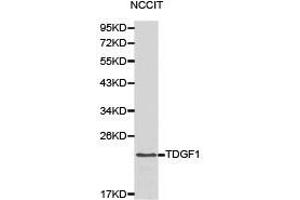 Western Blotting (WB) image for anti-Teratocarcinoma-Derived Growth Factor 1 (TDGF1) antibody (ABIN1875048) (TDGF1 Antikörper)