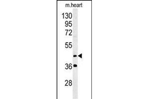 MYLIP Antibody (Center ) (ABIN651508 and ABIN2840270) western blot analysis in mouse heart tissue lysates (35 μg/lane). (MYLIP Antikörper  (AA 111-139))
