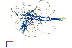 PARG1 Protein (AA 1-1266) (His tag)
