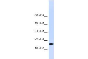 WB Suggested Anti-PHLDA3 Antibody Titration: 0.