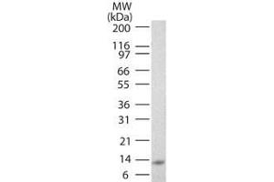 Image no. 1 for anti-Interleukin 25 (IL25) antibody (Biotin) (ABIN1102480) (IL-25 Antikörper  (Biotin))