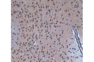 Used in DAB staining on fromalin fixed paraffin- embedded brain tissue (p300 Antikörper  (AA 2124-2397))