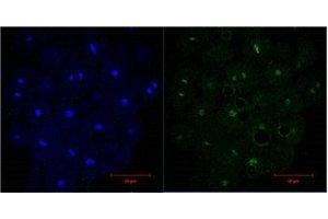 Immunofluorescence (IF) analysis of HeLa, diluted at 1:200. (Histone 3 Antikörper)