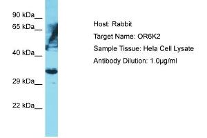 Host: Rabbit Target Name: OR6K2 Sample Type: Hela Whole Cell lysates Antibody Dilution: 1. (OR6K2 Antikörper  (C-Term))
