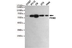 Western blot detection of PKM2 in COS7,PC12,C6,3T3 and Hela cell lysates using PKM2 mouse mAb (1:1000 diluted). (PKM2 Antikörper)