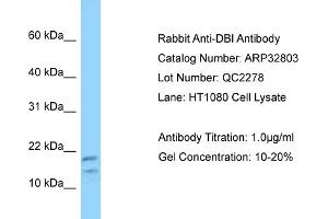 WB Suggested Anti-DBI Antibody   Titration: 1.