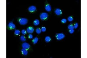IF analysis of Golgin 97/GOLGA1 using anti-Golgin 97/GOLGA1 antibody (ABIN7599539). (GOLGA1 Antikörper  (AA 1-752))
