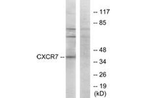 Western blot analysis of extracts from COS7 cells, using CXCR7 Antibody. (CXCR7 Antikörper  (AA 311-360))