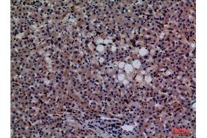 Immunohistochemistry (IHC) analysis of paraffin-embedded Human Liver, antibody was diluted at 1:100.