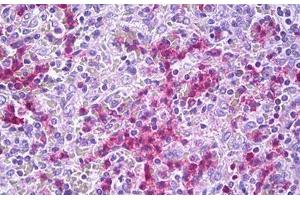 Anti-GPR34 antibody IHC staining of human spleen. (GPR34 Antikörper  (AA 181-230))