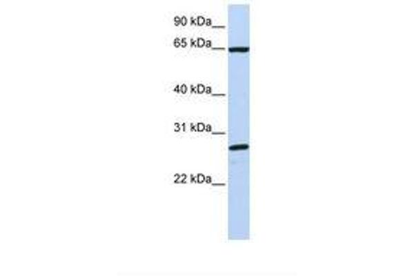 DNAJC1 Antikörper  (C-Term)