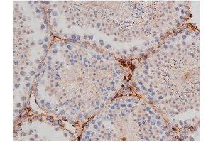 ABIN6267361 at 1/200 staining Mouse testis tissue sections by IHC-P.
