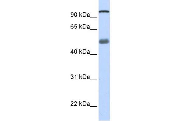 DHX32 Antikörper  (N-Term)