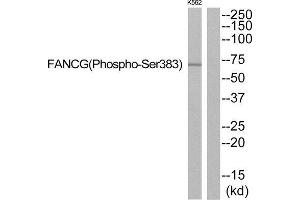 Western Blotting (WB) image for anti-Fanconi Anemia Complementation Group G (FANCG) (pSer383) antibody (ABIN1847718) (FANCG Antikörper  (pSer383))